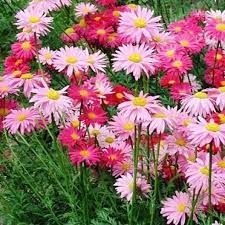 Painted Daisy Robinsons Giant Mix Pyrethrum Daisies 50 Seeds Perennial In 2021 Daisy Painting Flower Seeds Perennials