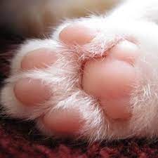 When your cat's paw is cut, you should clean it with saltwater or chlorhexidine. Pin On Animals