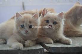 Al riyadh | al malaz. Buy Cats Buy Kittens Sell Cats Buy Cats Online In Pakistan Petsfactory Pk Businessbook Pk