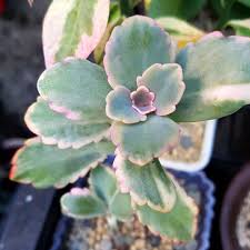 Kalanchoe Fedtschenkoi Variegata Succulents Kalanchoe Succulents Planting Succulents Plants