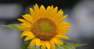 Pokok bunga matahari ( helianthus annuus) ialah sejenis pokok semusim dalam famili asteraceae yang berasal dari benua amerika, dengan kepalanya berkuntum besar. Struktur Anatomi Bunga Matahari