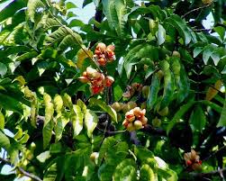 Image result for Aphanamixis