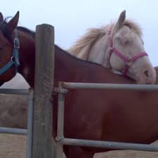 We did not find results for: Best Horse Stables Near Me July 2021 Find Nearby Horse Stables Reviews Yelp