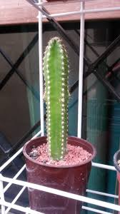 It needs very little care and can be easily grown indoors. Cereus Tetragonus Var Fairy Castle Plants Cactus Plants Fairy Castle