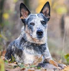 They are just tons of fun. Pictures Of Blue Heelers Beautiful Images Of Australian Cattle Dogs