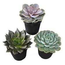Most potting soils also come with nutrients added in the form of compost or fertilizers, negatively impacting the cactus. Great House Plants Echeveria Plants Succulents That Come In Many Sizes Colors Textures Easy To Care For Re Planting Succulents Cactus Arrangement Plants
