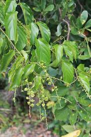 Image result for Gouania