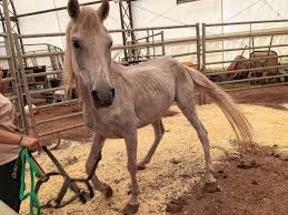 The horses are now being cared. Two Emaciated Horses Turned Over To Chichester Animal Rescue