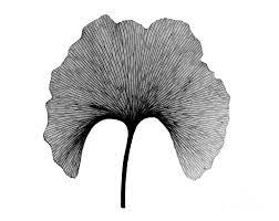 Isolated macro photo close up from above. X Ray Of Ginkgo Leaf Photograph By Bert Myers