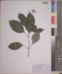 Image result for Asystasia vogeliana