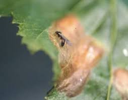 Isaacs, r., schilder, a., zabadal, t., and weigle, t. Experiences With Implementation And Adoption Of Integrated Pest Management In Northeastern Usa Springerlink