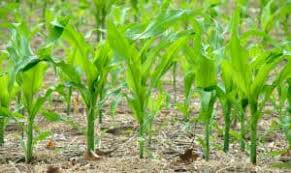 how to plant and grow corn