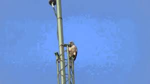Bird That Sounds Like A Squeaky Toy Uk Very Loud Bird That Sounds Like A Squeaky Toy Youtube