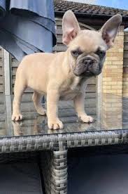 » looking for a french bulldog breeder? French Bulldog Puppies For Sale Colorado Springs Co 280572