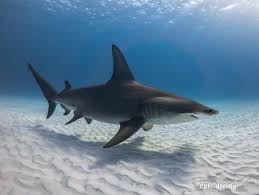 Great Hammerhead Shark Diving Bimini Epic Diving