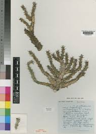 Image result for Euphorbia ramulosa