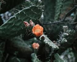 Enjoy and share your favorite beautiful hd wallpapers and background images. Download Wallpaper 1280x1024 Cactus Flower Thorn Close Up Standard 5 4 Hd Background