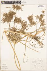 Image result for Isolepis costata