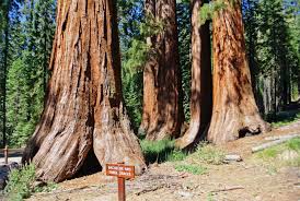 We did not find results for: Besuch Im Yosemite National Park Reisebericht Von Christine Unterwegs