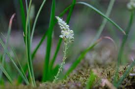 Image result for Albuca virens