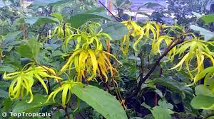 Image result for Cananga