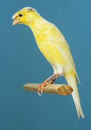 If you have any questions about your purchase or any other product for. The Canaries Of Postures Canaries Of Postures
