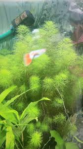 Image result for Limnophila indica