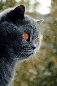 45 Ideas De Black British Short Hair Gatos Felinos Gatitos Lindos