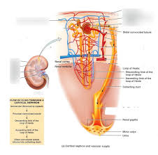 The most distinctive characteristic of the proximal tubule is its brush border (or striated border). Kidney Diagram Before Proximal Convoluted Tubule Diagram Quizlet