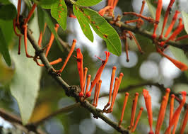 Image result for Phragmanthera usuiensis