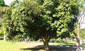 Aka jade plant, lucky plant, money plant, money tree light: Money Tree Plant Growing Healthy Pachira Aquatica Epic Gardening