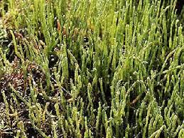 Image result for Sarcocornia