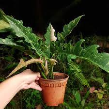 Skywatchers from saudi arabia and oman to india and singapore were treated to a rare ring of fire solar eclipse thursday. Philodendron Ring Of Fire Gardening Plants On Carousell