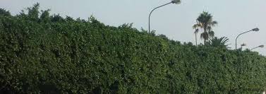 Woody wrinkly fruit with single seed littered the ground. Ficus Species Chinese Banyan Cuban Laurel Green Island Fig Indian Laurel Fig Tiger Bark Ficus Ficus Microcarpa