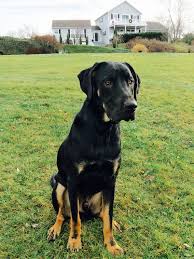 Black And Tan Coonhound Mixed With Rottweiler Great Dane Rottweiler Puppy Rottweiler Mix Great Dane Mix Dog Breeds