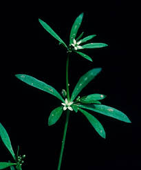 Image result for Molluginaceae