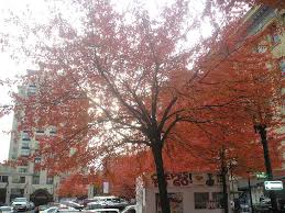 Leaf porn from Portland, Oregon | Mid-November is very beaut… | Flickr