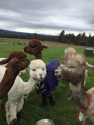 You blind guides, which strain at a gnat, and swallow a camel. Atacama Crossing 2021 Blogs From Robert Ripley