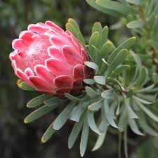 Image result for Protea