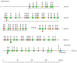 Anisakis, igg антитела к возбудителю анизакидоза (нематодам рода anisakis), igg. Biomedicines Free Full Text Immunoglobulins Or Antibodies Imgt Bridging Genes Structures And Functions Html