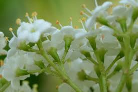 Image result for Caprifoliaceae