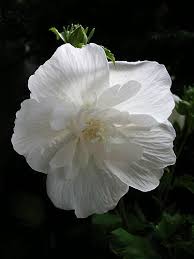 PlantFiles Pictures: Hibiscus, Rose of Sharon, Shrub Althea 'White Chiffon'  (<i>Hibiscus syriacus</i>) by DaylilySLP