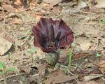 Image result for Amorphophallus abyssinicus