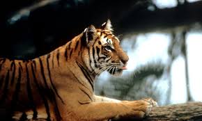 It´s not only the biggest type of. Endangered Species Threatened By Unsustainable Palm Oil Production Stories Wwf