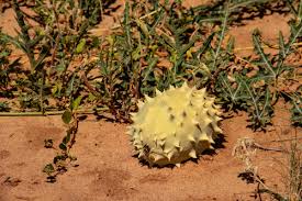 Image result for Acanthosicyos naudinianus