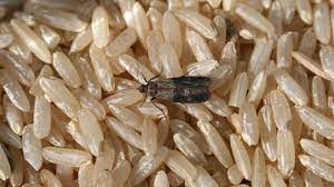 If there are tiny black bugs in your house, they are probably carpet beetles. Identifying Common Household Insect Pests University Of Maryland Extension