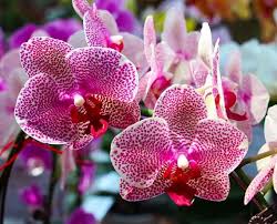 We did not find results for: Jewel Orchid Ludisia Discolor How To Grow And Care For Jewel Orchids