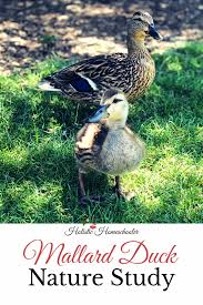 Mallard Duck Nature Study Nature Study Homeschool Nature Study Mallard Duck