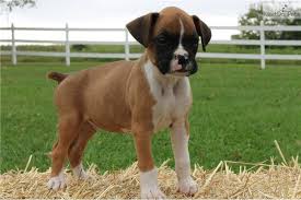 And looks to die for! Boxer Puppies For Sale In Missouri Petswall