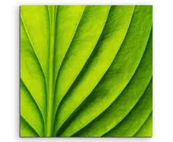 Linien auf dieser seite findet ihr mehrere varianten für papier mit linien zum ausdrucken. Wandbild Naturfotografie Grunes Blatt Mit Linien Auf Leinwand Home Decor Home Decor Posters Prints